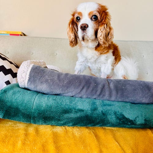 A photo of cookie the Cavalier sitting on three blankets 