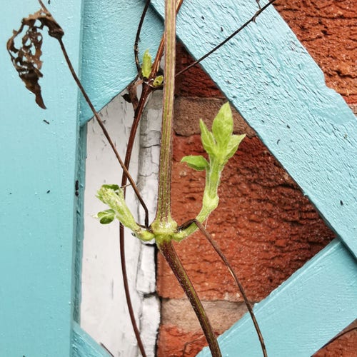 Photo of a brown clematis stem with a dead, holey leaf against a green-blue frame, but with some bright green vigorous new shoots growing.