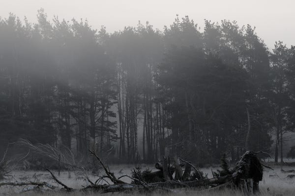 Auf einer Wiese liegt ein umgestürzter Baum. Etwas weiter hinten beginnt ein Wald. Es ist ein kalter morgen und es liegt Nebel in der Luft