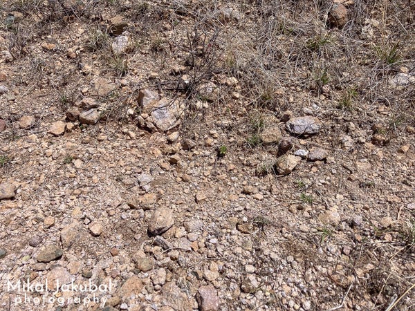 Bare, brown, rocky ground with a scattering of dead grass clumps. There is a small horned lizard camouflaged somewhere on the ground in the photo.