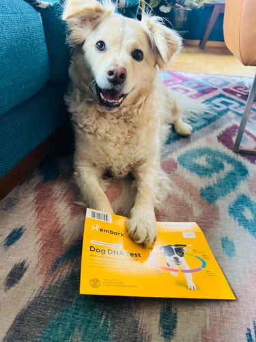 the cutest dog in the world with a dog dna kit