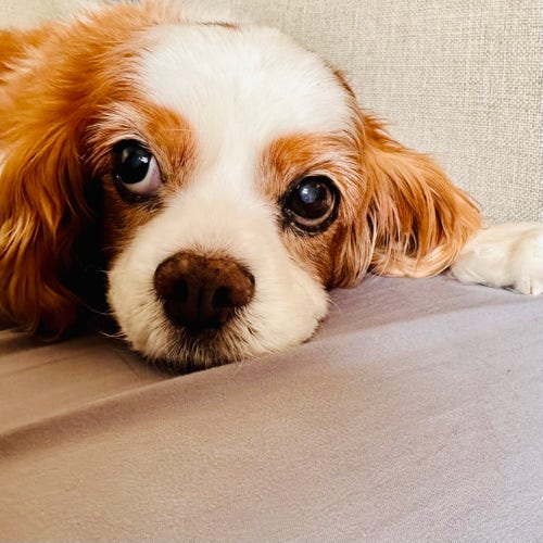 A Cavalier King Charles spaniel sitting on a couch