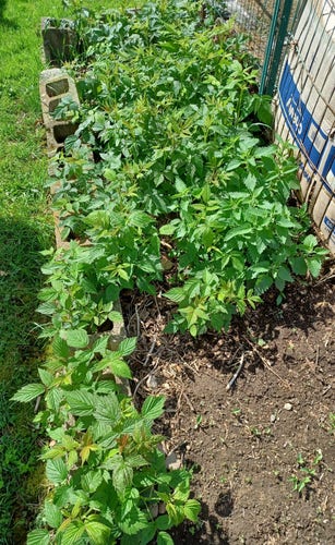 A 12 foot by 3 foot (about 1 by 3.6 meter) bed of raspberry plants showing lots of new growth.  All the new canes are up about 18 inches (½ meter) now.  In the center right of the image is a clump of catnip trying to hide.  Just seen on the right are the back sides of two wire compost bins with some old cardboard boxes for containment.