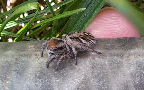 A cute chonky little spider perched on a garden hose, with some grass and a human finger (which is encouraging the spider to stay toward the top side of the hose for her picture) in the background). The spider is marked up in various shades of light tan, chestnut, and dark brown.