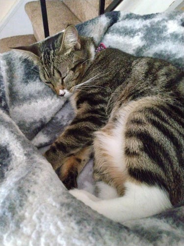 A young tabby cat is sleeping on her side on her soft fuzzy grey and white blankets.