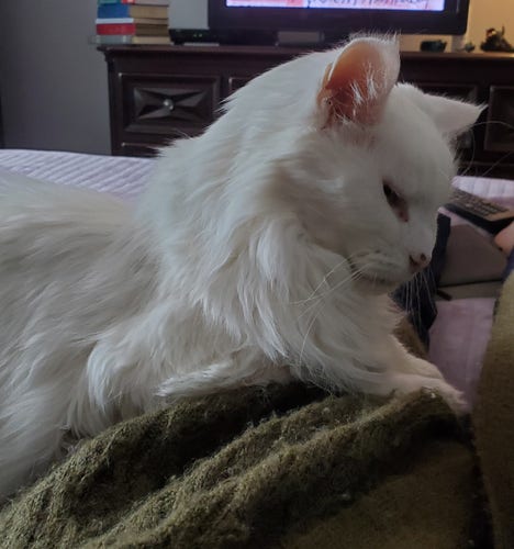 A majestic white angora cat lounging on my green cable knit sweatered legs