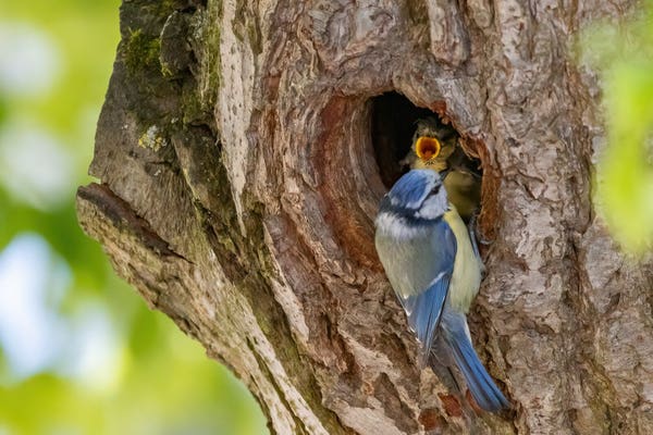 Eine Blaumeise füttert einen Jungvogel in einem Astloch.