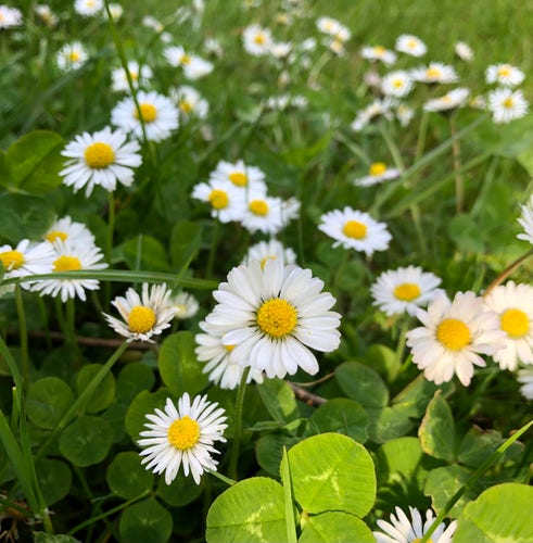 Low perspective photo of grass filled with common Daisy flowers with white outer petals and central yellow disc flowers, there are also clover leaves. The flowers at the front are in focus and the ones further back are blurry. 