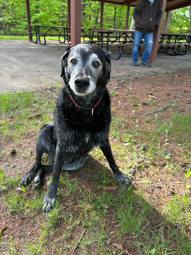 Cooper the dog who swims in the creek every day 