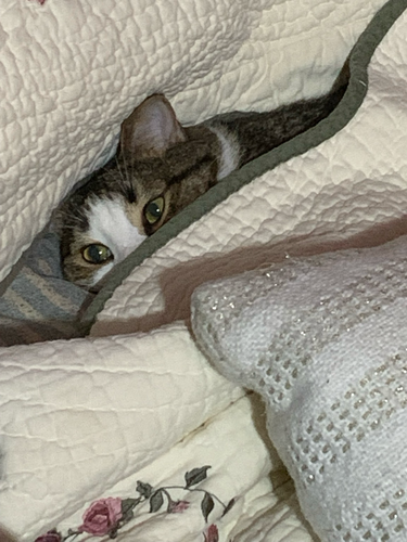 Cat hiding in a blanket peeking out 