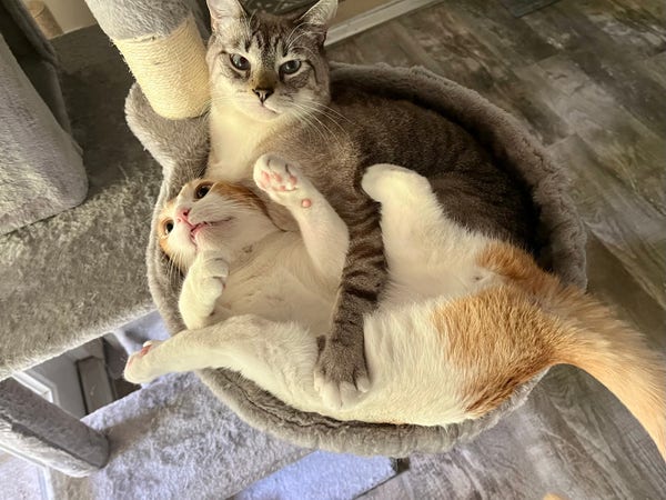 Gray cat holds orange and white tabby down while getting kicked as they both jostle for room in hammock style cat bed