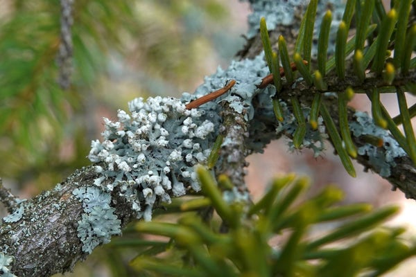 A ball-shaped blue-grey rosette lichen growing on a small fir branch.
The lichen has white helmet-shaped tips on the lobes with long marginal cilia (like hairs).
Blurred trees in the background.
