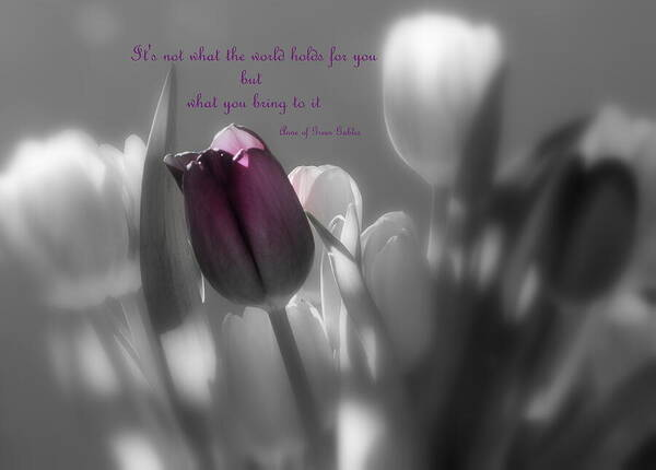 -"It's not what the world holds for you but what you bring to it" - Anne of Green Gables

The elegant and simple beauty of tulips captured through the magic of selective color, or selective black and white, pair beautifully with an inspirational quote from Anne of Green Gables.
