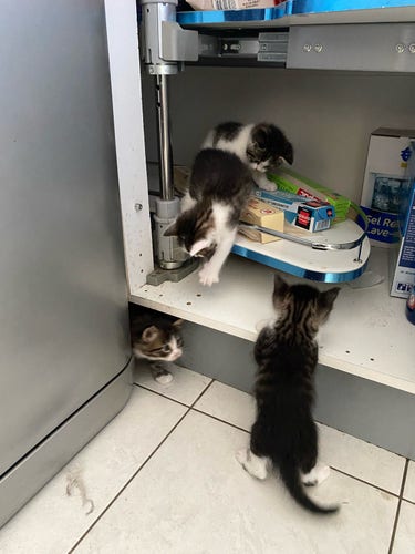 Des chatons qui jouent dans un meuble de cuisine 