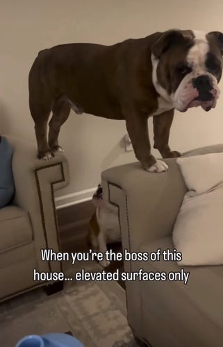 Photo of a bulldog standing on the armrests of two different couches.
"When you are the boss of the house... elevated surfaces only"