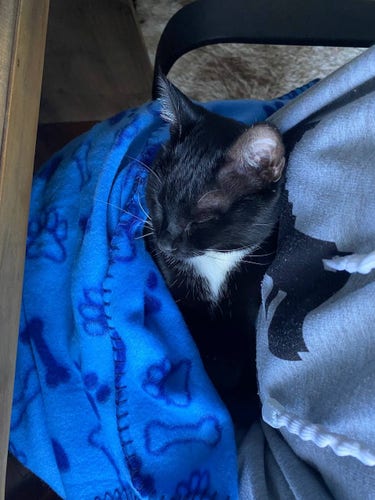 Gatita negra durmiendo en manta azul.