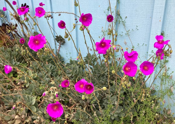 Fuchsia-colored flowers (moss-rose purslane per my iPhone) against a background of a garage painted a medium blue. 