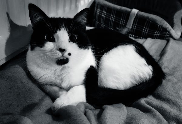 Black and white cat on bed under radiator 