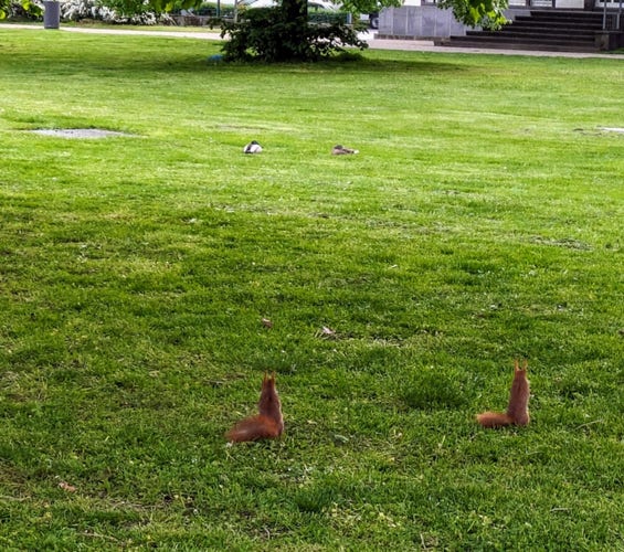 Zwei rote Eichhörnchen sitzen bzw. stehen auf einer Wiese in einem Park und starren auf zwei etwas weiter entfernt liegende Enten.