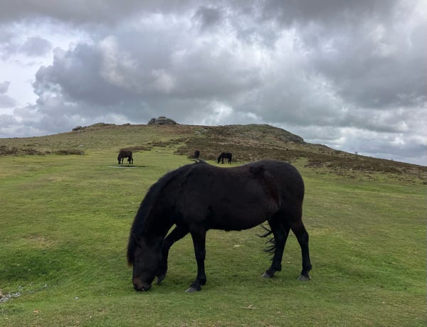 Photo of a black Dartmoor pony grazing on the grassy slopes of a tor. Three more ponies are grazing behind in the middle distance. Beyond, the short grass gives way to heather, gorse and bracken towards the top of the tor, where the exposed granite rocks stand against a grey cloudy sky.