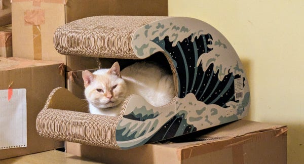 A beige cat inside a cardboard scratcher shaped like a wave. He looks really proud. The inside of the scratcher is hollowed out to make a little cat house, and the side is decorated to look vaguely like the famous ukiyo-e wave.