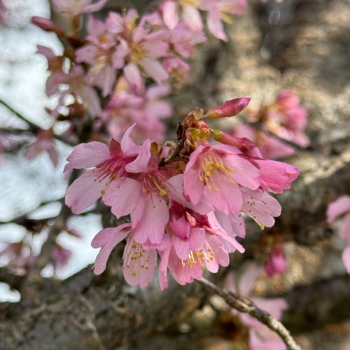 Pink flowers (most likely plum blossoms) on a tree, in bloom yesterday 2/25 at a local park. 
