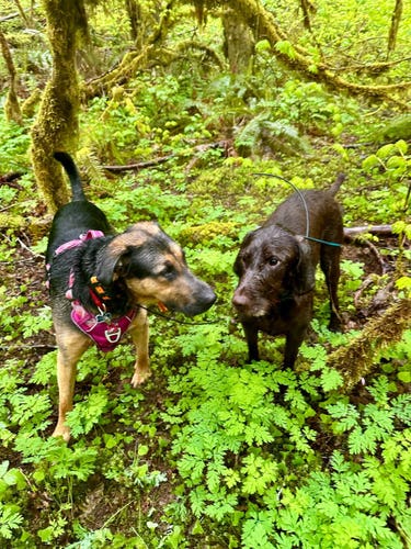 Two dogs stop and sniff each other’s noses in a lush field of greenery with moss covered branches hanging nearby