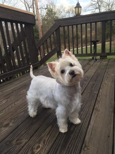 a small white dog standing on a wooden deck