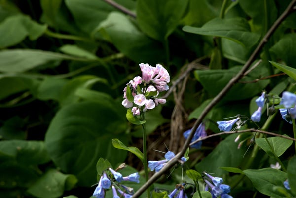 A pink bluebell (pinkbell?) set against a deep green field of leaves. A spray of blue blossoms moseys across the bottom.
