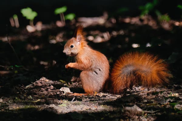 Photo of a red squirrel sitting on its hind legs the forest ground, taken from a low angle. The sun illuminates only a small patch of ground around the squirrel, the background is hidden in shadows.