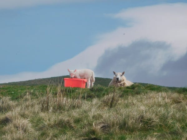 Colour photograph of a reclining large woolly sheep, facing the camera. Next to her is a lamb, side on to the camera, enjoying some mineral lick in a very bright red plastic tub. They are in an elevated position on a grassy mound. 