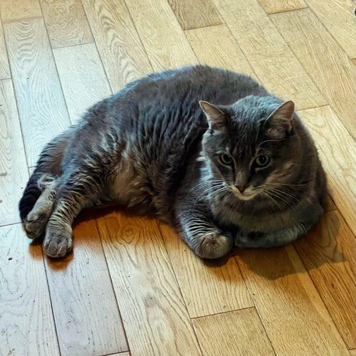 A gray tabby cat lying on a wooden floor.