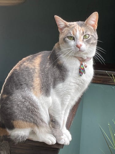 A dilute calico cat sitting on a railing while looking towards the camera.