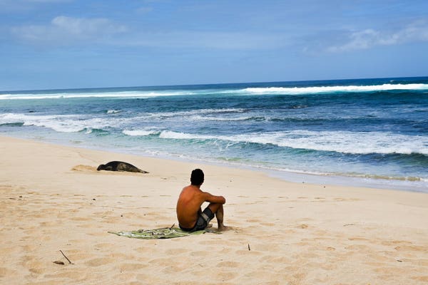 A person sits on the sand, looking towards the sea, with a seal nearby, on a sunny beach.