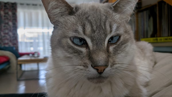 Gros plan sur le museau de Baltas, mon chat birman. Il louche.