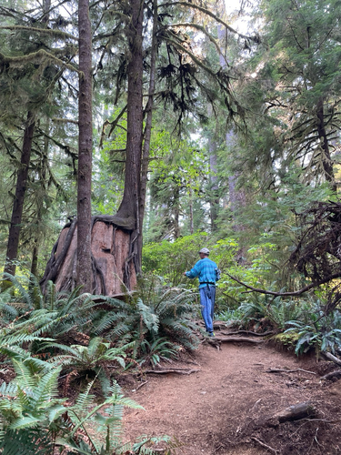 My cancer surviving Honeybear in a Pacific Northwest Forest on one of our last camping trips on the mainland. He’s in a blue shirt standing next to a very thick trunk cut off at about 6 feet with new growth wrapped around it, new trees all around.