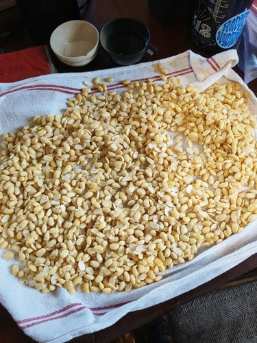 Cooked, split and hulled soybeans drying and cooling on a kitchen towel