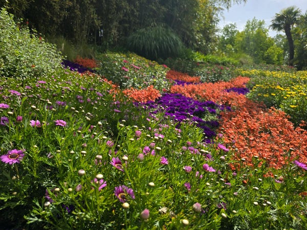 A vibrant garden teeming with a spectrum of flowers ranging from purple and blue to fiery orange and bright yellow, nestled among lush greenery under a soft sunlight. The array of blooms creates a visual feast, encapsulating the sheer beauty and diversity of nature.
