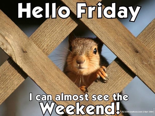 Picture a squirrel peering through the bars of a wooden fence. The caption reads: “Hello Friday, I can almost see the weekend!  ”