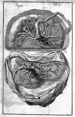 Historical anatomical illustration depicting two views of a human placenta. Black and white.

Wikimedia Commons. https://commons.wikimedia.org/wiki/File:Placenta_belonging_to_twins._Wellcome_L0009816.jpg
