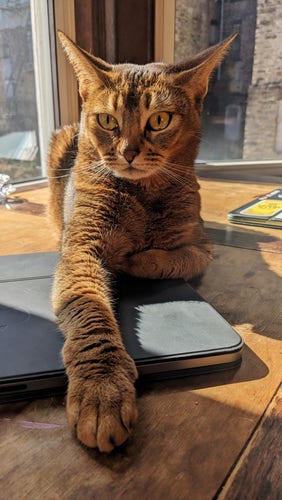 A ruddy Abyssinian staring into your soul with a paw outstreched