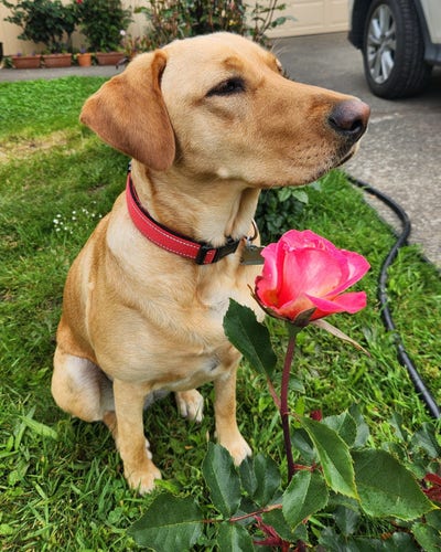 Golden Labrador retriever is sitting in the grass checking out a pink and gold rose bud.