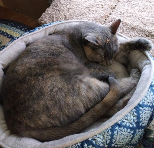 A grey, orange and white dilute tortoiseshell cat is curled up in her turquoise and white cat bed.  She is sleeping peacefully.  One front paw is sticking out over the edge of the bed.  Her striped tail is wrapped around her body.