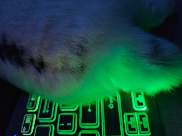 Tail lit green by the rgb keyboard I do mastodoning with