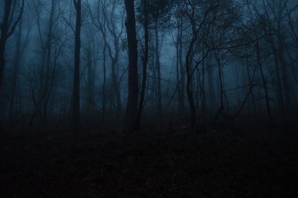 Photo of a creepy forest bathed in the blue light of twilight