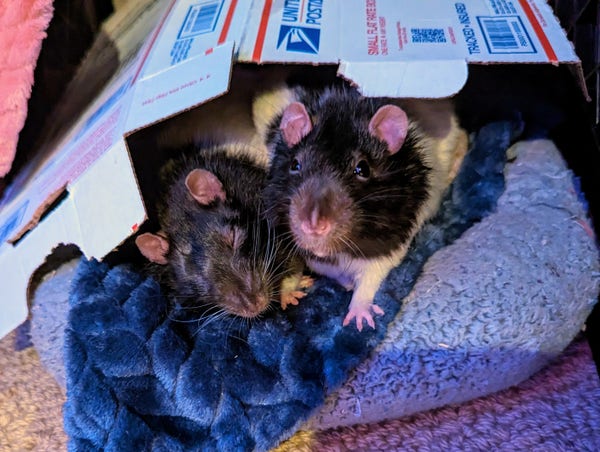 Two black and white companion rats snuggle together under some cardboard 