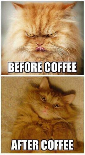 Top/bottom two panel meme.

Top: Angry Cat. "Before Coffee"
Bottom: Cute playful cat on its back smiling. "After Coffee"