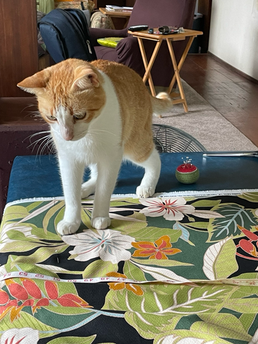 Junior a ginger & white cat on top of my tropical print fabric looking interested! 