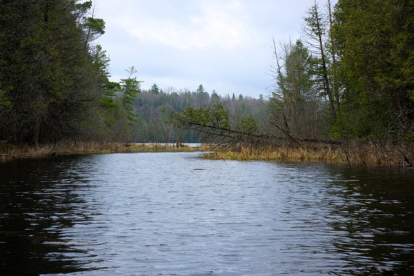 A beaver pond that serves as the outflow of the larger lake behind it.