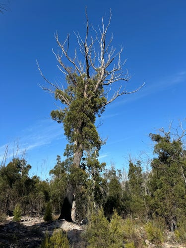 Epicormic growth on an Eucalyptus sieberi
